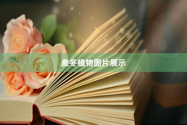 麦冬植物图片展示